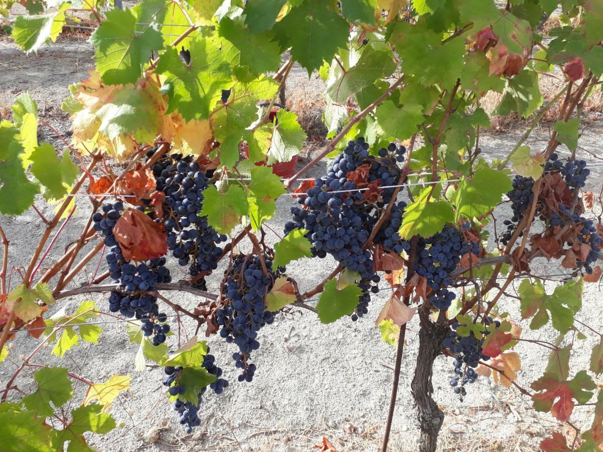 Agriturismo "Veritas" Bed & Wine Casaleggio Boiro Εξωτερικό φωτογραφία
